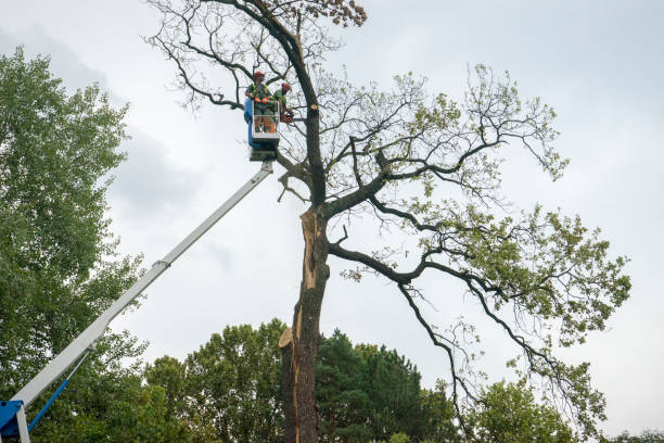 Best Hazardous Tree Removal  in Bluffton, SC